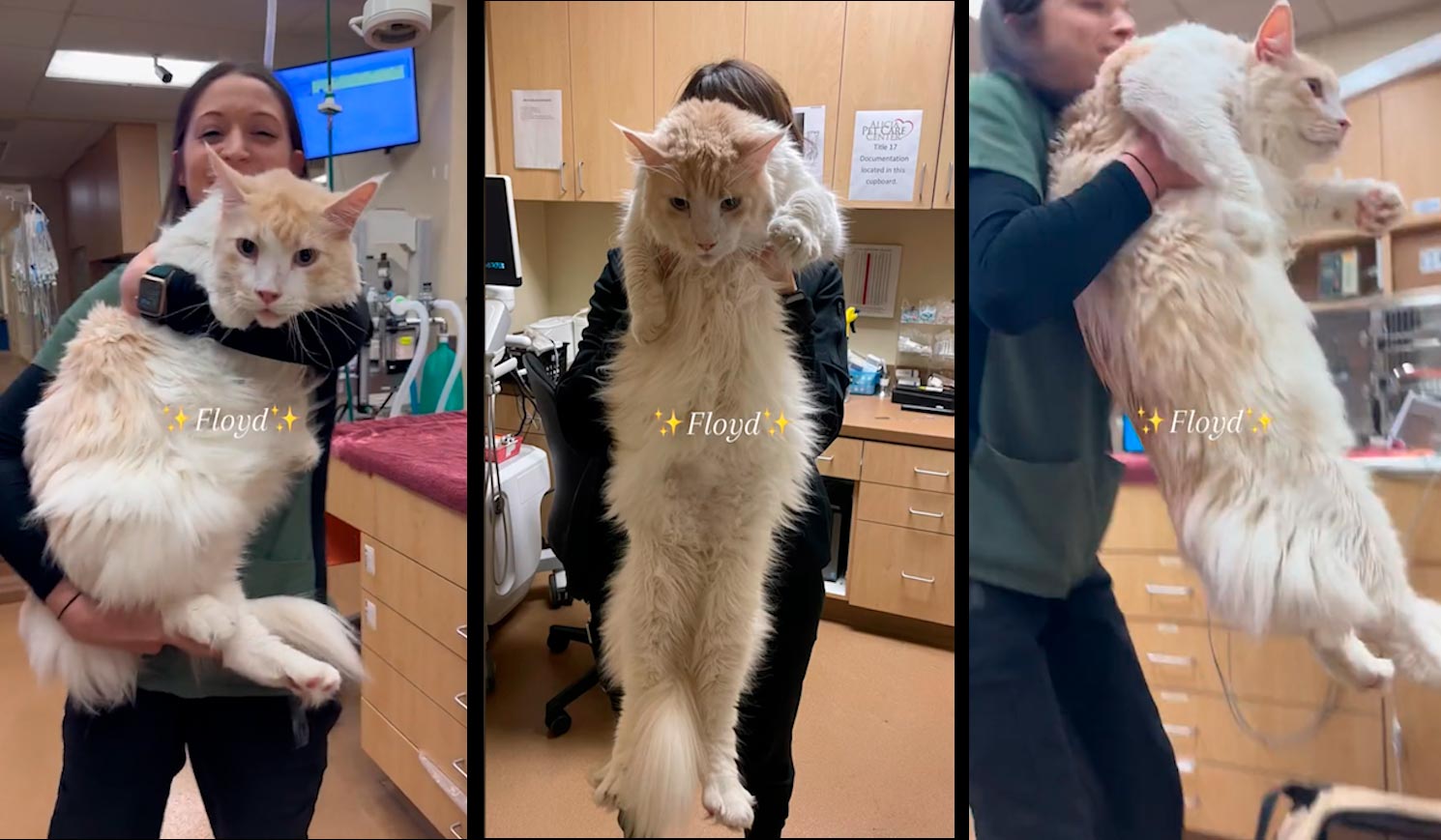 Lernen Sie Floyd kennen, die riesige Maine Coon Katze, die 12,7 Kilogramm wiegt