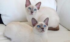 Gato Tonquinês. Foto: Wikimedia