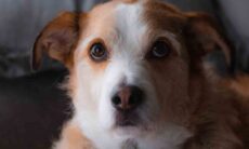 Homem é preso acusado de esfaquear cão e tentar ressuscitar o bicho com ar comprimido