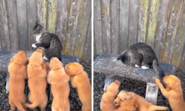 Vídeo hilário: gato destemido enfrenta um ataque de filhotes fofos de golden retriever. Foto: reprodução instagram