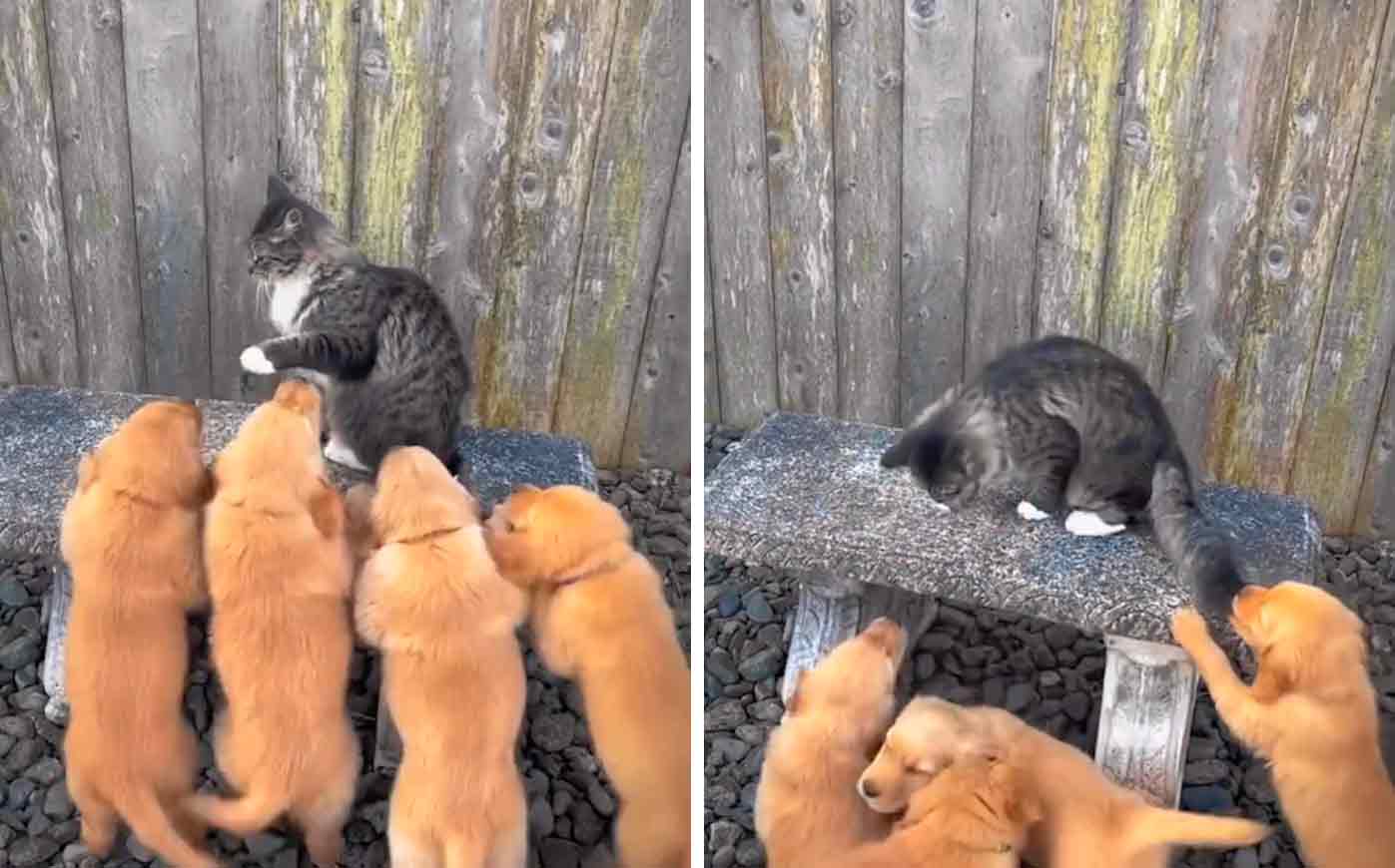 Vídeo hilário: gato destemido enfrenta um ataque de filhotes fofos de golden retriever. Foto: reprodução instagram
