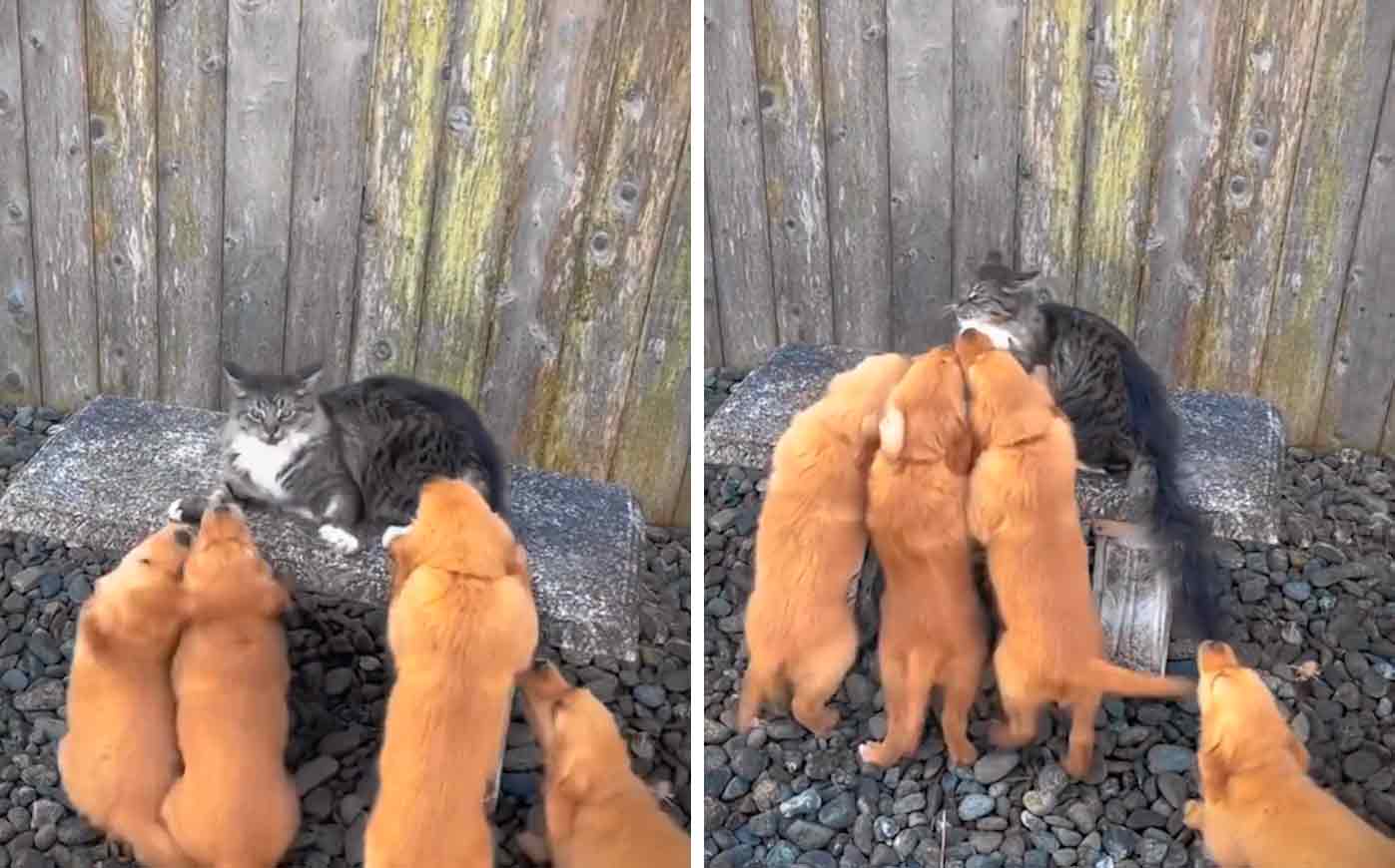 Video divertentissimo: gatto impavido affronta un attacco di adorabili cuccioli di golden retriever. Foto: riproduzione Instagram 