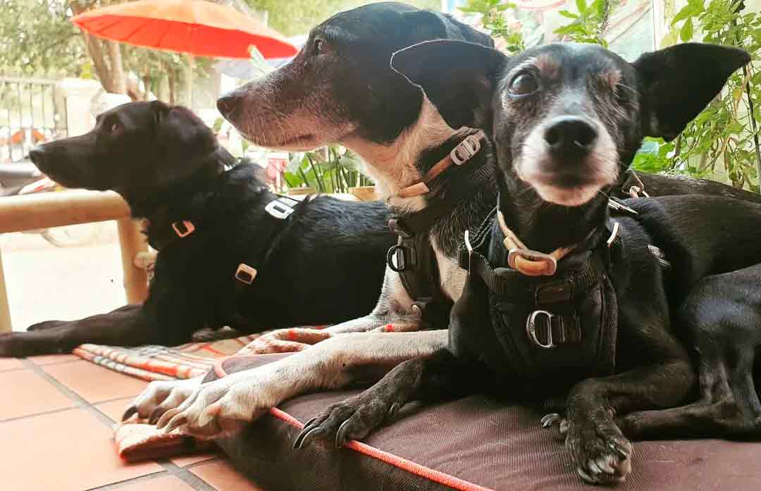 Couple takes little dog on long motorcycle journey; everything was going well until tragedy struck. Photo: Instagram