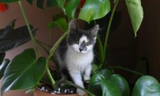 7 coisas que você pode ter em casa e que são tóxicas para gatos