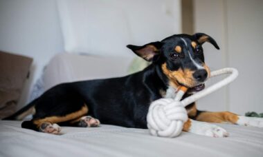Especialista explica a razão pela qual você jamais deve dar brinquedos com cordas para o seu cão
