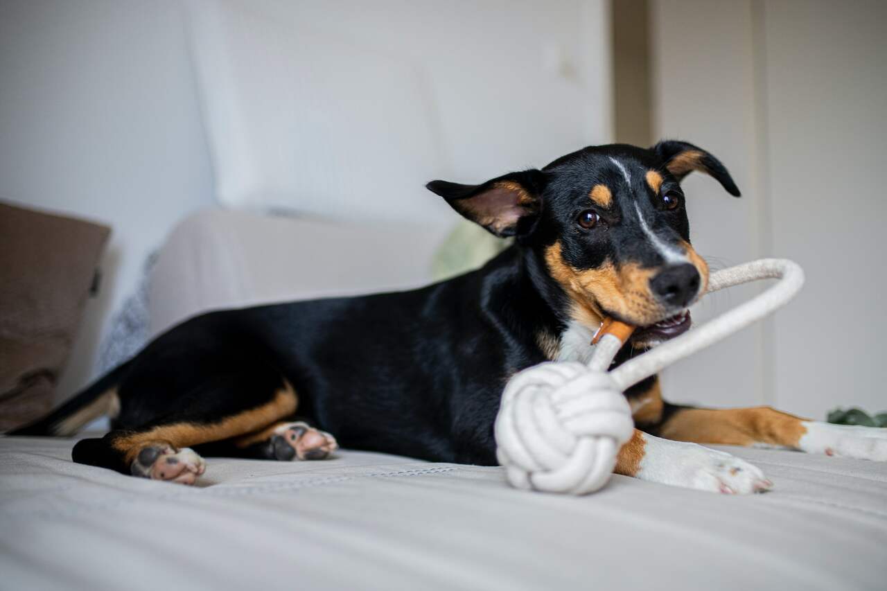 Especialista explica a razão pela qual você jamais deve dar brinquedos com cordas para o seu cão