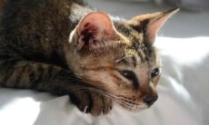 Aplicativo japonês promete identificar dores em gatos