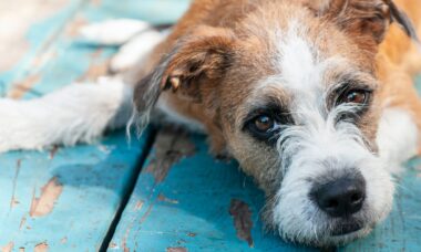 Conheça os riscos que a febre maculosa traz para o seu pet