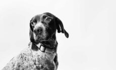 Homem é acusado de estuprar a cachorra da família e ameaçar a mãe com um martelo