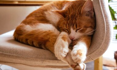 As posições em que os gatos dormem podem dar dicas sobre saúde e personalidade