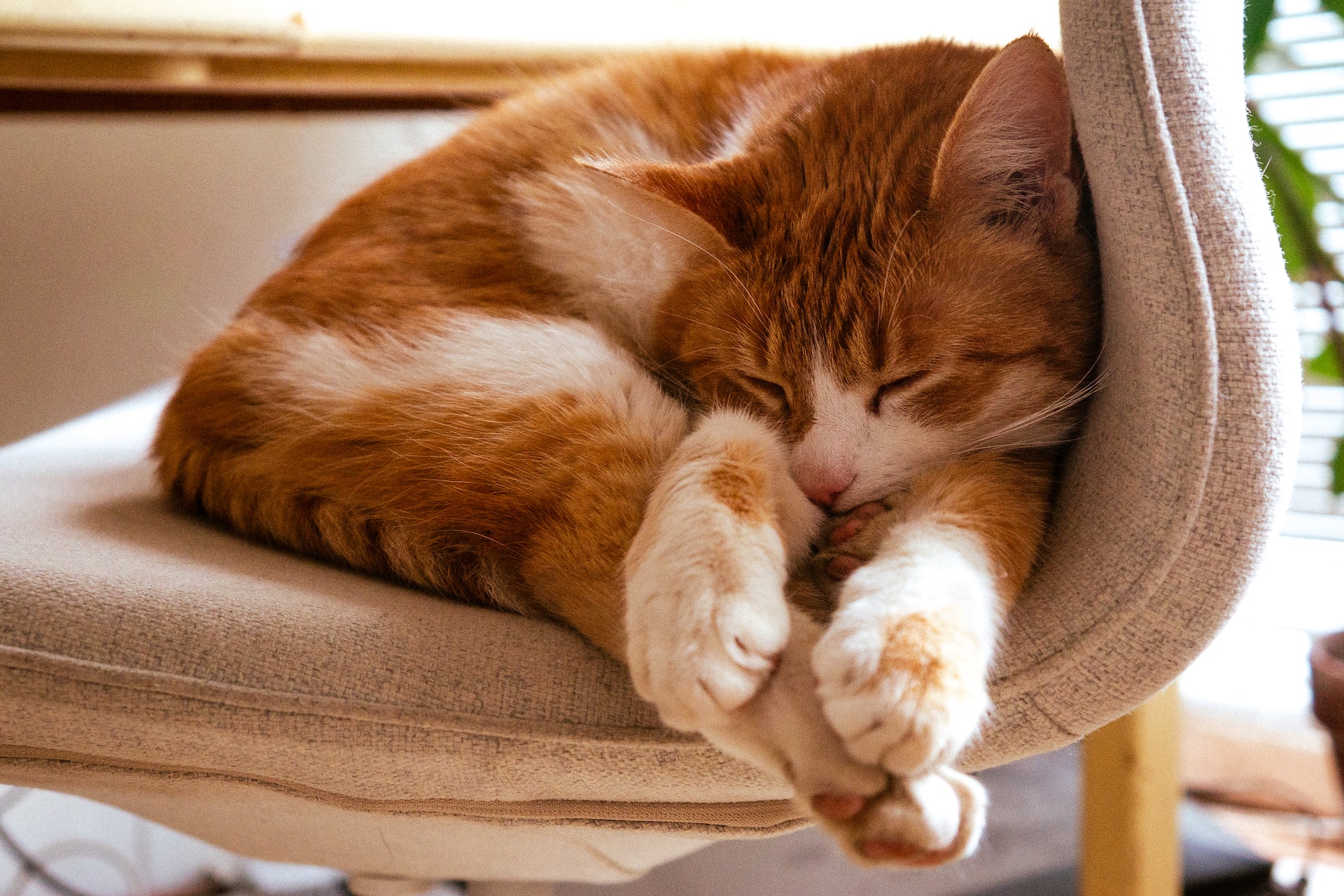 As posições em que os gatos dormem podem dar dicas sobre saúde e personalidade