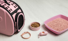 9 erros que você jamais deve cometer na caixa de areia do seu gato