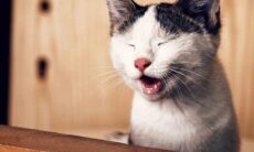 Seu gato está comendo areia da caixa? Descubra os motivos e como agir!