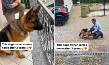 Vídeo fofo: cão reencontra dono após três anos e 'enlouquece' de felicidade