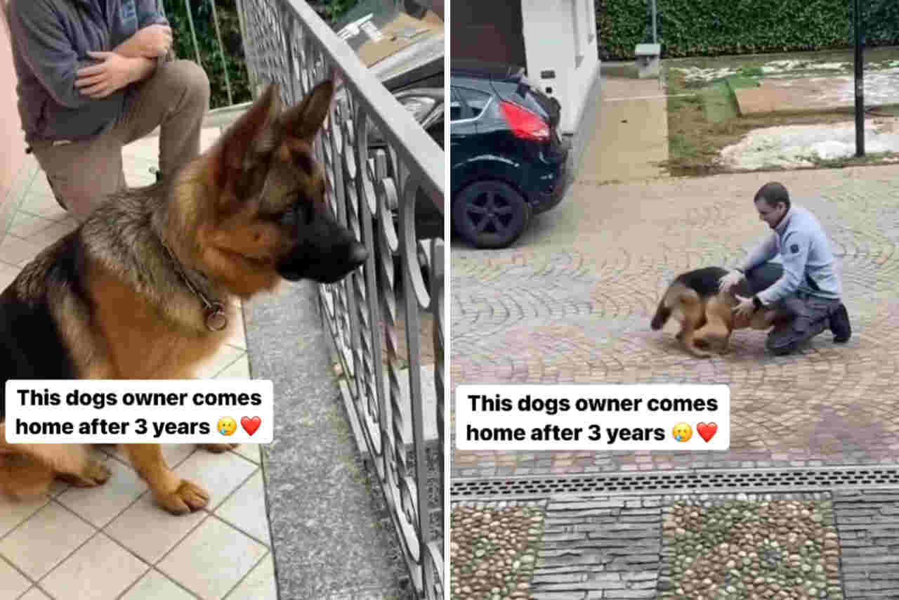 Vidéo mignonne: un chien retrouve son propriétaire après trois ans et 'devient fou' de bonheur