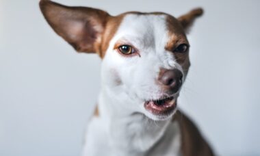 Cães ficam mais agressivos quando a temperatura sobe