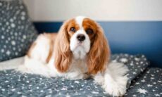 Conheça as 10 raças de cães mais tranquilas e gentis (Foto: Izabelly Marques/Unsplash)