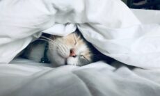 Mulher deixa herança com mansão de R$ 12 milhões para seus 7 gatos