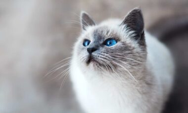 Confira 9 raças de gatos que têm personalidade similar à dos cães