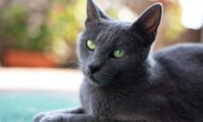 Confira as 12 raças de gatos que têm a expectativa de vida mais longa
