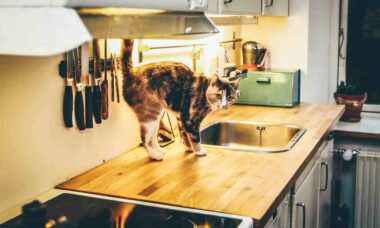Entenda por que o seu gato gosta tanto das bancadas na cozinha