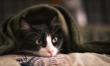 Saiba como proteger o seu gato nos meses frios de inverno