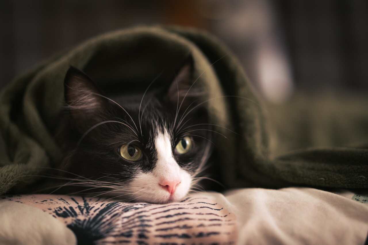Saiba como proteger o seu gato nos meses frios de inverno