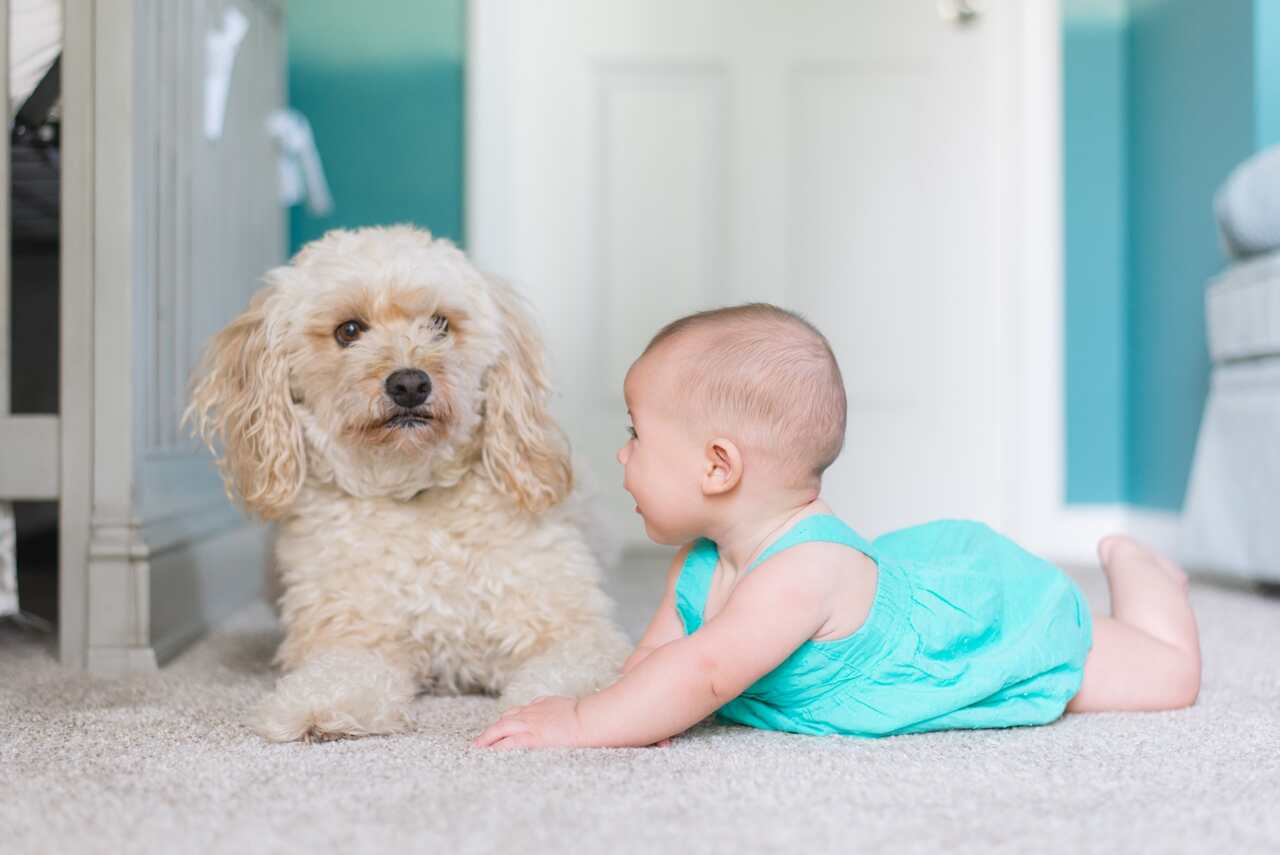 Especialista explica por que essas 5 raças de cães são as melhores para quem tem criança em casa