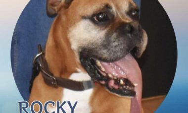 Conheça Rocky, o cão que bateu o recorde de maior língua do mundo