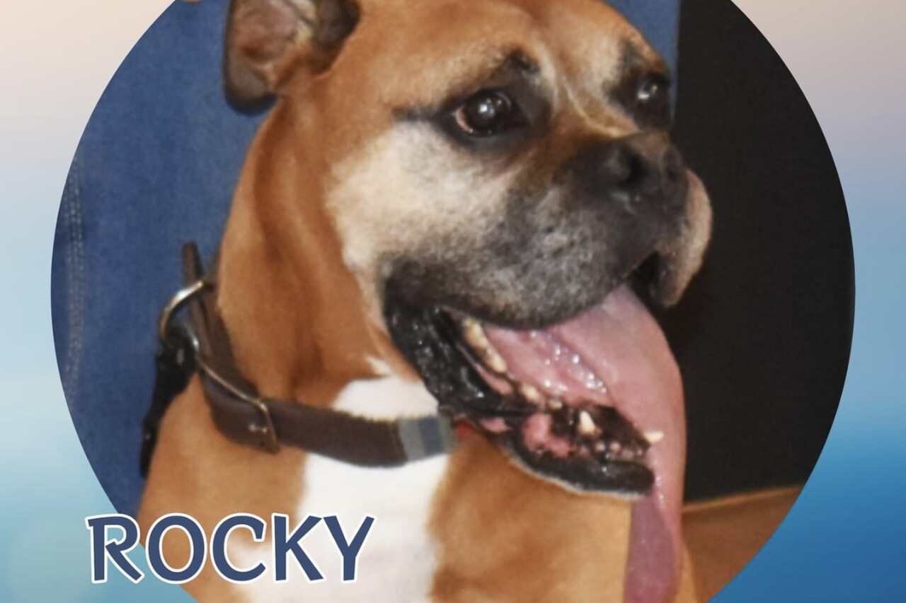 Conheça Rocky, o cão que bateu o recorde de maior língua do mundo