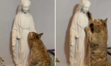 Vídeo fofo: você dificilmente vai encontrar um gato mais 'gatólico' que esse