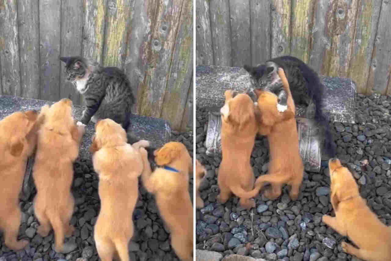 Hilarious video: Fearless cat faces an attack of adorable golden retriever puppies