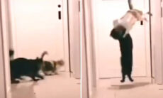 Vídeo hilário: gatos são campeões imbatíveis de artes marciais