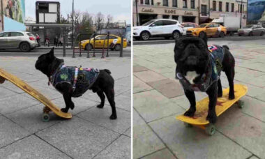 Vídeo hilário: cão buldogue francês é enfezado e ganha fama como astro do skate