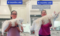 Vídeo acompanha o crescimento surpreendente de gato maine coon gigante