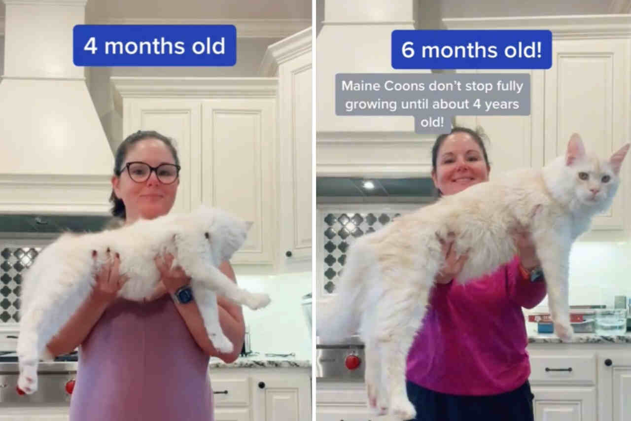 Video follows the surprising growth of a giant Maine Coon cat