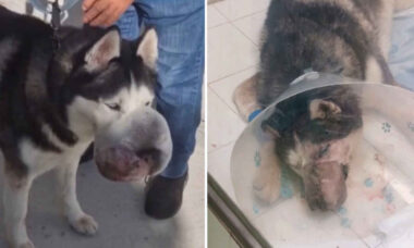 Transformação incrível: cirurgia milagrosa retira tumor gigantesco na face de um cão