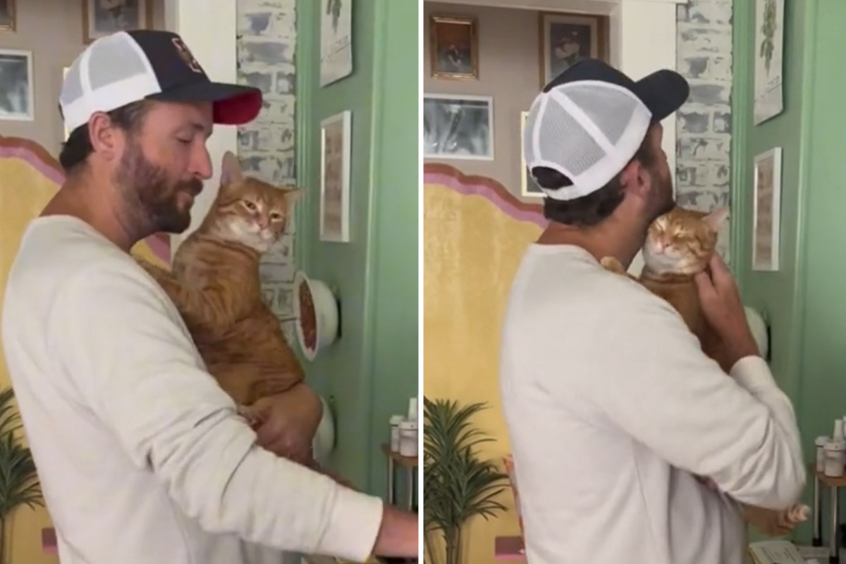 Vídeo fofo: gato faz recepção carinhosa para dono que voltou de viagem