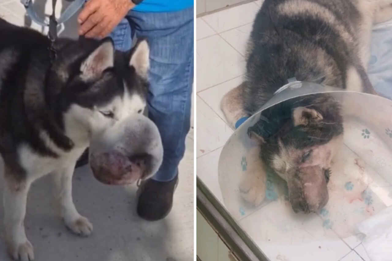 Transformação incrível: cirurgia milagrosa retira tumor gigantesco na face de um cão