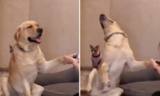 Vídeo hilário: Cão extremamente dramático deveria levar um Oscar na hora de cortar as unhas