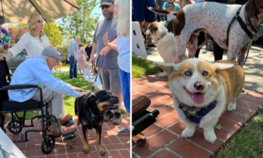 Vizinhos juntam mais de 200 cães para celebrar centenário de homem que ama os animais