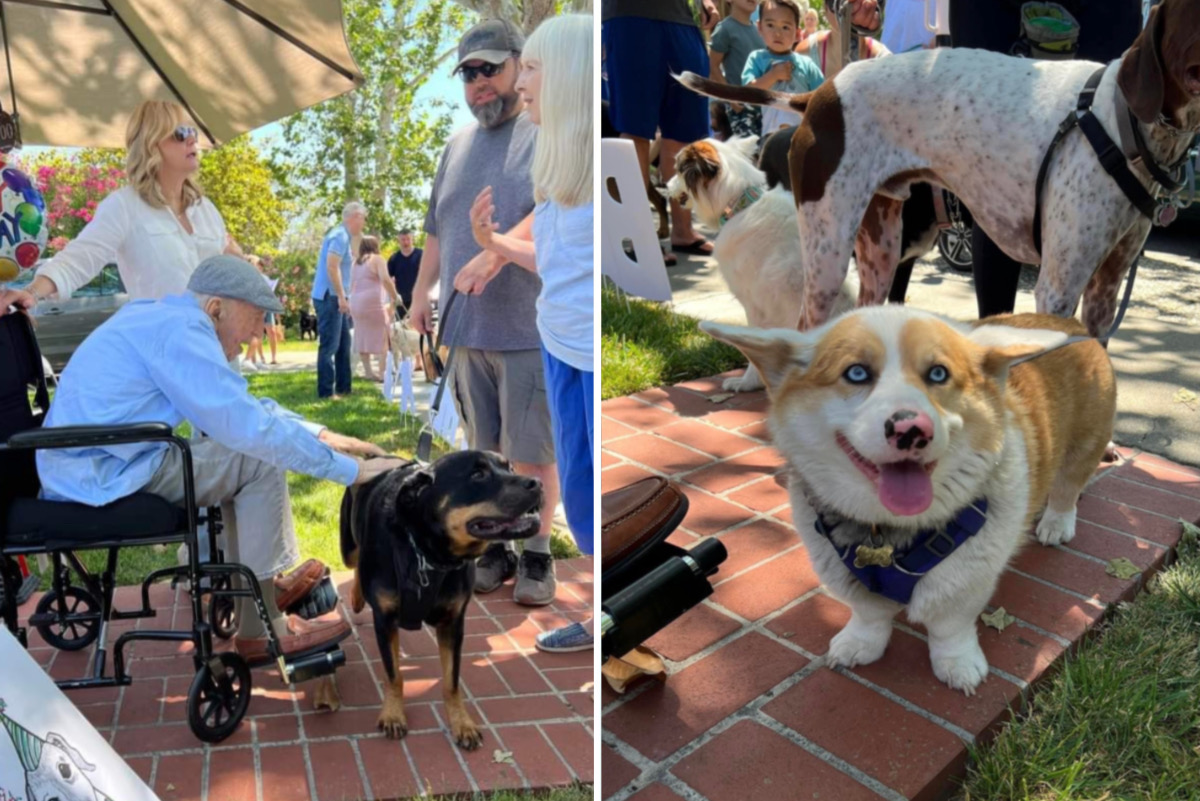 Vizinhos juntam mais de 200 cães para celebrar centenário de homem que ama os animais