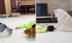 Vídeo registra uma diferença fundamental entre cães e gatos