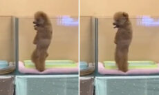 Vídeo hilário: dificilmente você vai encontrar um cão que dance melhor que esse