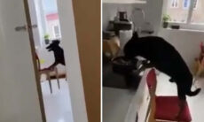 Vídeo hilário: cão guloso usa a criatividade para obter seu petisco
