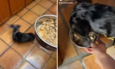 Vídeo hilário: você jamais vai ver um cão tão animado com o jantar como esse