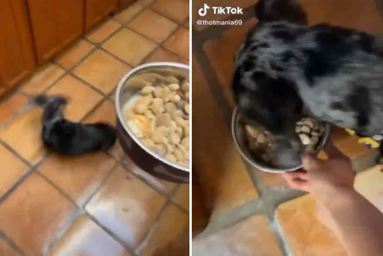 Video divertente: non avrai mai visto un cane così entusiasta per la cena come questo