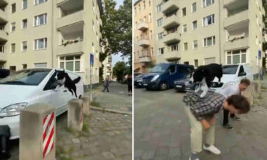 Vídeo impressionante: cachorro faz parkour usando muretas e humanos
