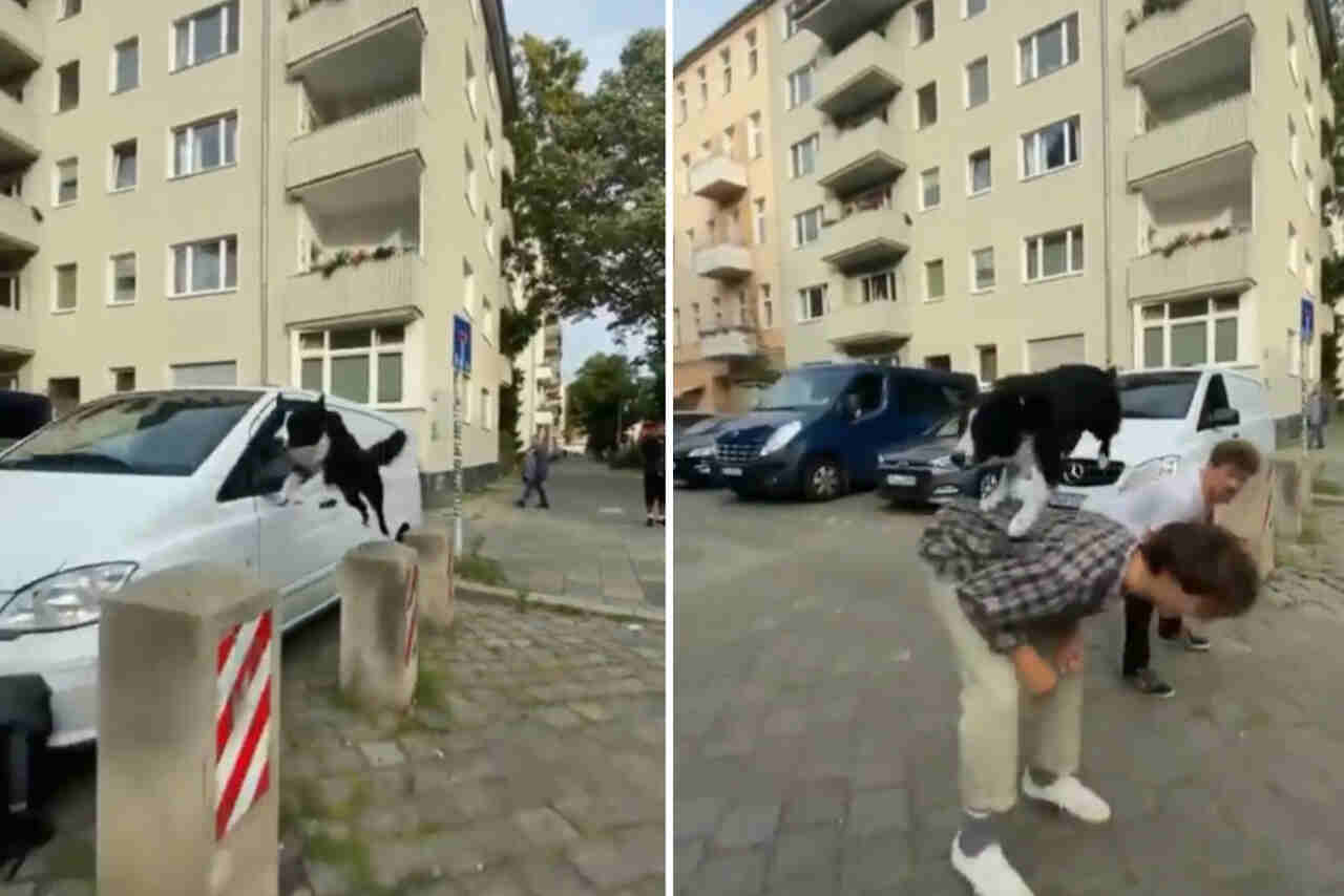 Vídeo impressionante: cachorro faz parkour usando muretas e humanos