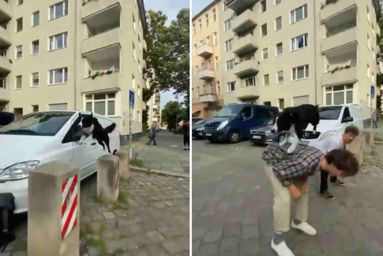 Video impresionante: perro haciendo parkour usando bordillos y humanos